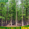 夏騫基地出售綠化水杉樹(shù)綠化工程批發(fā)