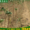 批發(fā)綠化苗木銀杏苗 銀杏小苗 白果苗 銀杏樹(shù)苗規(guī)格齊全