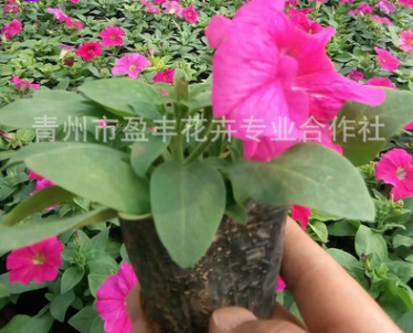 基地熱銷 優(yōu)質矮牽牛 顏色鮮艷 種類多 矮牽牛花低價批發(fā)