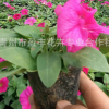 基地?zé)徜N 優(yōu)質(zhì)矮牽牛 顏色鮮艷 種類多 矮牽?；ǖ蛢r(jià)批發(fā)