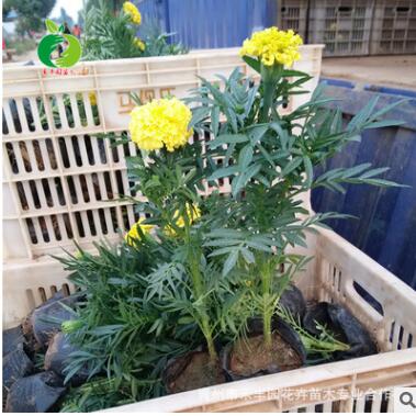 批發(fā)孔雀草苗 時令草花 宿根植物 時令花卉