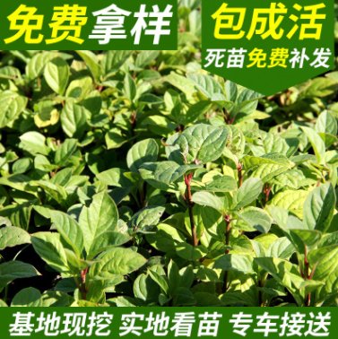 紅丁香 丁香小苗 四季小葉 紫丁香 紅丁香小苗大量價格優(yōu)惠