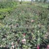 基地批發(fā)茶花樹苗 山茶花盆栽 當(dāng)年開花 庭院綠化苗木庭院