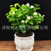 盆栽重瓣雙色茉莉芳香凈化空氣綠植室內(nèi)陽臺花卉白茉莉花苗