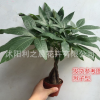 基地批發(fā)綠植盆栽 發(fā)財樹室內(nèi)盆栽 三干發(fā)財樹甲醛綠色環(huán)保