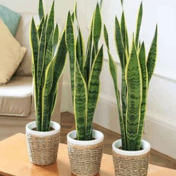 金邊虎皮蘭盆栽 室內(nèi)客廳綠植大 虎尾蘭 花卉凈化空氣吸甲醛植物
