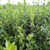 園林供應衛(wèi)矛小苗 規(guī)格全園林道路 基地工程綠化苗木量大優(yōu)惠