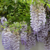 優(yōu)質多花紫藤苗 庭院爬藤植物 工程綠化苗 觀賞紫藤小苗 規(guī)格全
