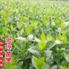 綠化小苗批發(fā) 大葉桅子花苗木 園林綠化用苗 工程苗 基地直發(fā)