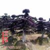 精品綠化工程苗造型紅花繼木古樁 園林植物綠化苗 批發(fā)