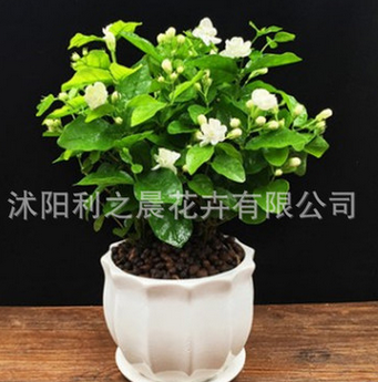 盆栽重瓣雙色茉莉芳香凈化空氣綠植室內(nèi)陽臺花卉白茉莉花苗