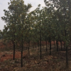 直銷風(fēng)景廣玉蘭樹精品園林綠化景觀8至20公分葉茂易活玉蘭樹苗