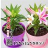 口香水百合種球 觀花植物 美化環境 百合花球根 基地發貨