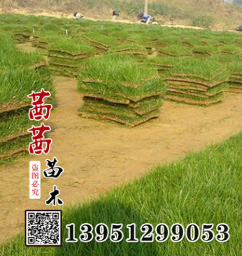 供應(yīng)批發(fā)優(yōu)質(zhì)馬尼拉草坪|果嶺草馬尼拉草皮|耐踐踏馬尼拉草坪價(jià)格
