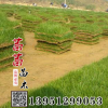 供應批發優質馬尼拉草坪|果嶺草馬尼拉草皮|耐踐踏馬尼拉草坪價格