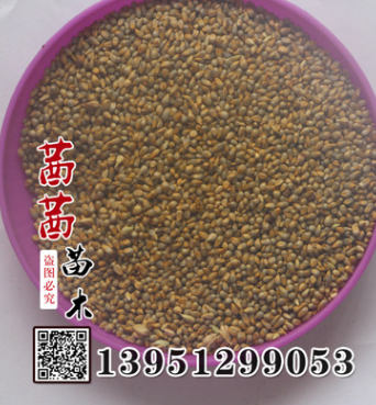 皇竹草種子 批發(fā) 家禽高產(chǎn)牧草 皇竹草 新型牧草皇竹草草坪種子