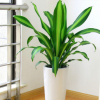巴西鐵盆栽綠植金邊也門鐵千年木香龍血樹(shù)室內(nèi)植物吸甲醛凈化空氣