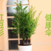 批發(fā)紅豆杉盆栽 南方紅豆杉 曼地亞紅豆杉樹(shù)苗 盆栽室內(nèi)庭院綠植