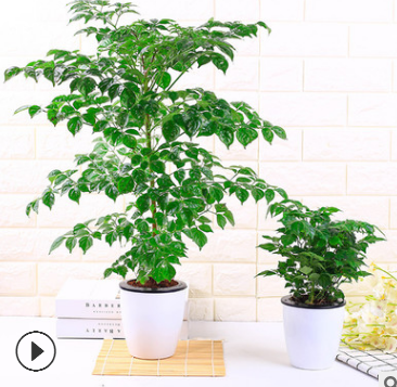 室內桌面凈化空氣水培植物懶人盆栽花卉幸福樹發財樹綠蘿四季常青