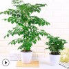 室內(nèi)桌面凈化空氣水培植物懶人盆栽花卉幸福樹(shù)發(fā)財(cái)樹(shù)綠蘿四季常青