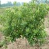 五年生金銀花盆栽 四季開花 產(chǎn)量高 室內(nèi)盆栽  驅(qū)蚊消暑