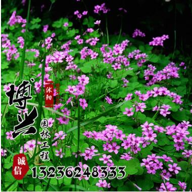 基地供應(yīng) 多年生紅花酢漿草 三葉草 地被植物