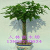 室內(nèi)花卉盆栽植物 小發(fā)財(cái)樹苗 辦公室選擇凈化空氣吸甲醛