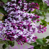 批發紫白粉藍丁香花苗 庭院/盆栽 可開花植物丁香花樹苗 濃香花卉