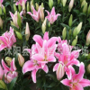 香水百合種球 ,批發，陽臺辦公室盆栽植物 當年開花 品種齊全