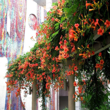 美國凌霄花 炮仗花美化庭院攀援植物生長快攀爬力強(qiáng)圍欄花架專用