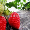 正品供應(yīng)草莓批發(fā) 高成活率草莓苗,綠色無污染. 量大價(jià)格優(yōu)惠
