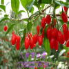 寧夏特種寧杞一號(hào) 枸杞. 高產(chǎn)高收品質(zhì)保證 寧夏紅枸杞樹.1-3年