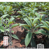 批發果樹甜五星枇杷苗庭院種植盆栽地載植物枇杷樹苗琵琶樹