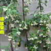 盆栽風(fēng)車(chē)茉莉花 銀絲茉莉 垂釣的風(fēng)車(chē)茉莉 可攀緣 庭院爬藤