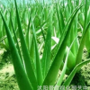 美國(guó)庫(kù)拉索蘆薈美容補(bǔ)水祛痘鮮蘆薈食用蘆薈植物蘆薈盆栽苗多肉