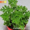 批發(fā) 驅(qū)蚊草 室內(nèi)盆栽花卉 驅(qū)除蚊蟲(chóng)的神奇香草 夏天不再有怕蚊蟲(chóng)