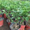 室內(nèi)綠植盆栽批發(fā) 茉莉 盆栽 白茉莉 雙色茉莉