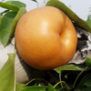梨樹苗 優(yōu)質(zhì)梨樹果苗 品種齊全 圓黃梨苗 嫁接梨樹小苗價(jià)格