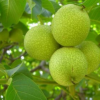 供應(yīng)果樹苗 薄皮核桃樹苗 當(dāng)年結(jié)果 嫁接文玩核桃成苗