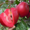 紅色之戀紅肉蘋果樹苗價(jià)格 苗圃批發(fā)紅肉蘋果樹苗多少錢一棵