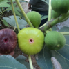 無花果樹 基地直銷 價(jià)格優(yōu)惠 無花果樹 庭院種植水果樹