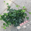 沐春常春藤--基地直銷(xiāo) 青葉常春藤盆栽 工程綠化苗木小盆栽 140杯