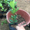 基地直銷 名貴花卉 四季杜鵑紅山茶 四季開花 壯苗批發10-15CM