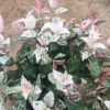 沐春花卉--花葉絡石 彩葉絡石 地被墻體綠化小盆栽 爬藤植物160#