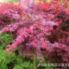 日本紅楓苗批發 園林綠化苗木 紅楓嫁接樹苗 紅楓小苗
