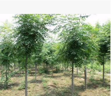 基地供應(yīng)綠化苗木批發(fā) 欒樹苗 欒樹4-6cm 規(guī)格全 北欒 欒樹