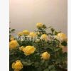 批發藤本月季苗 光譜月季 復色 大花芳香月季
