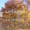 專業(yè)供應(yīng)東北蒙古櫟 柞樹 遼東櫟12-30公分 蒙古櫟報(bào)價(jià) 全國(guó)配送