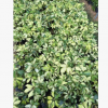 花葉鵝掌柴供應(yīng) 澳洲鵝掌柴 花葉鴨腳木供應(yīng)