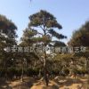 批發(fā)造型景松 造型獨(dú)特迎客松樹 工程綠化風(fēng)景樹